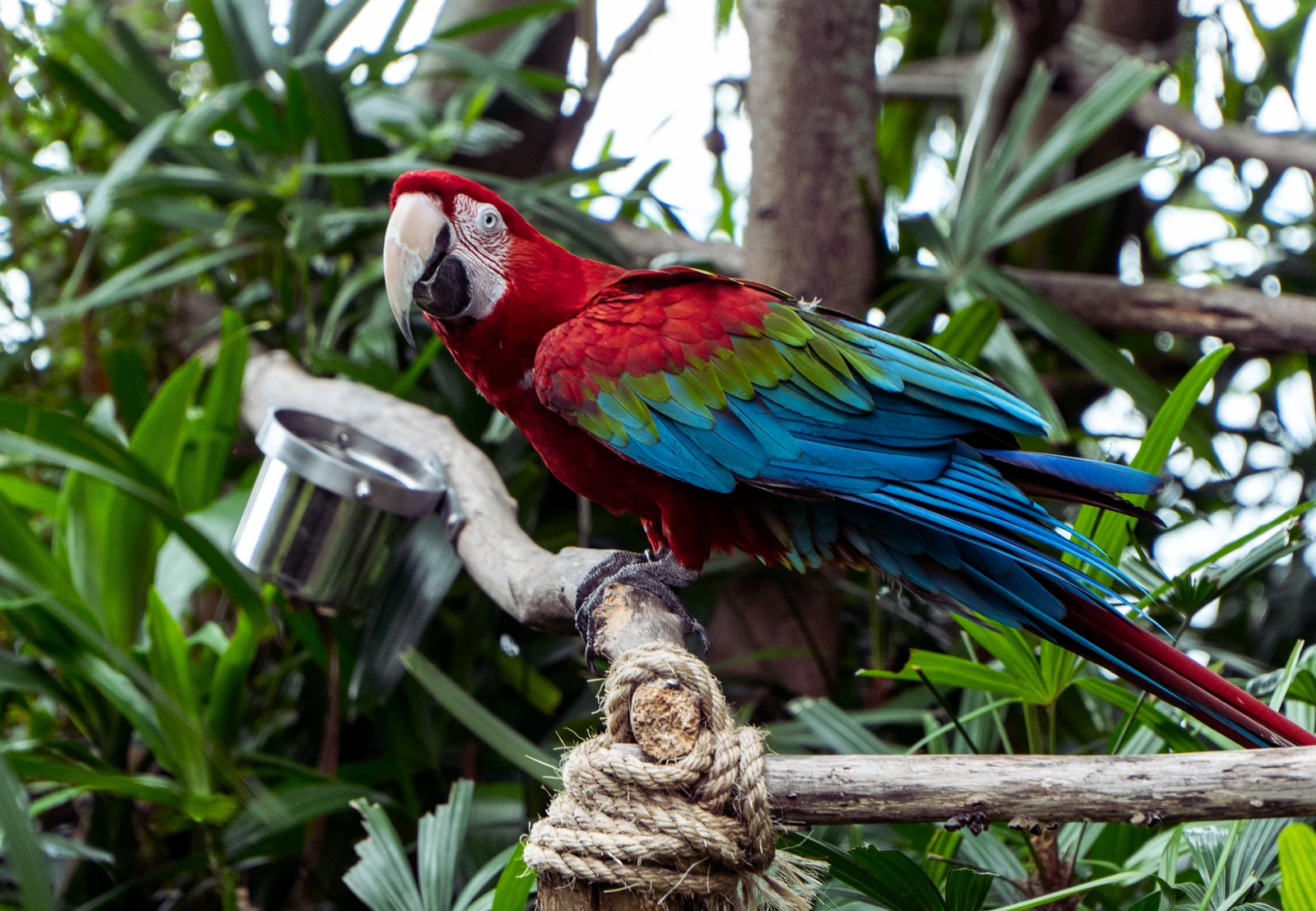 Arara-vermelha pousada em um galho